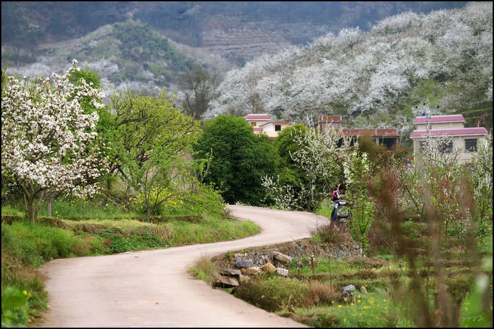 【春天,广西桂林灌阳县向您发出邀请!】我们在灌阳看梨花 - 游山玩水 - 喀什生活社区 - 喀什28生活网 ks.28life.com