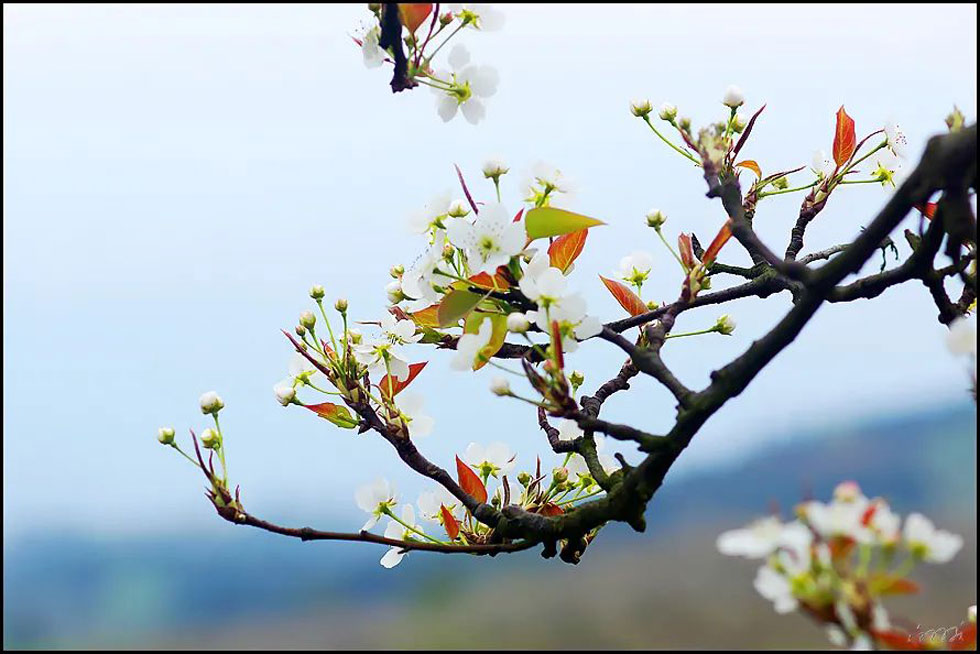【春天,广西桂林灌阳县向您发出邀请!】我们在灌阳看梨花 - 游山玩水 - 喀什生活社区 - 喀什28生活网 ks.28life.com