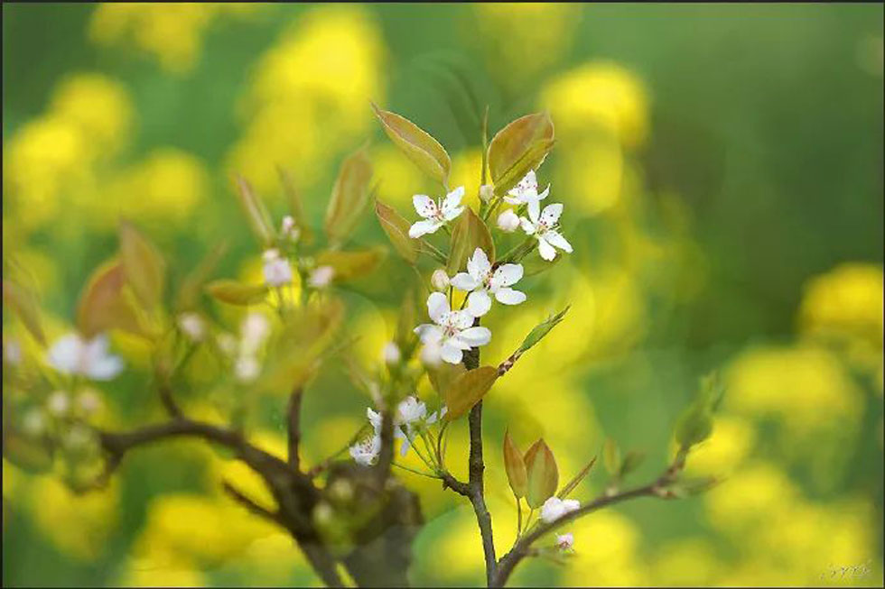 【春天,广西桂林灌阳县向您发出邀请!】我们在灌阳看梨花 - 游山玩水 - 喀什生活社区 - 喀什28生活网 ks.28life.com