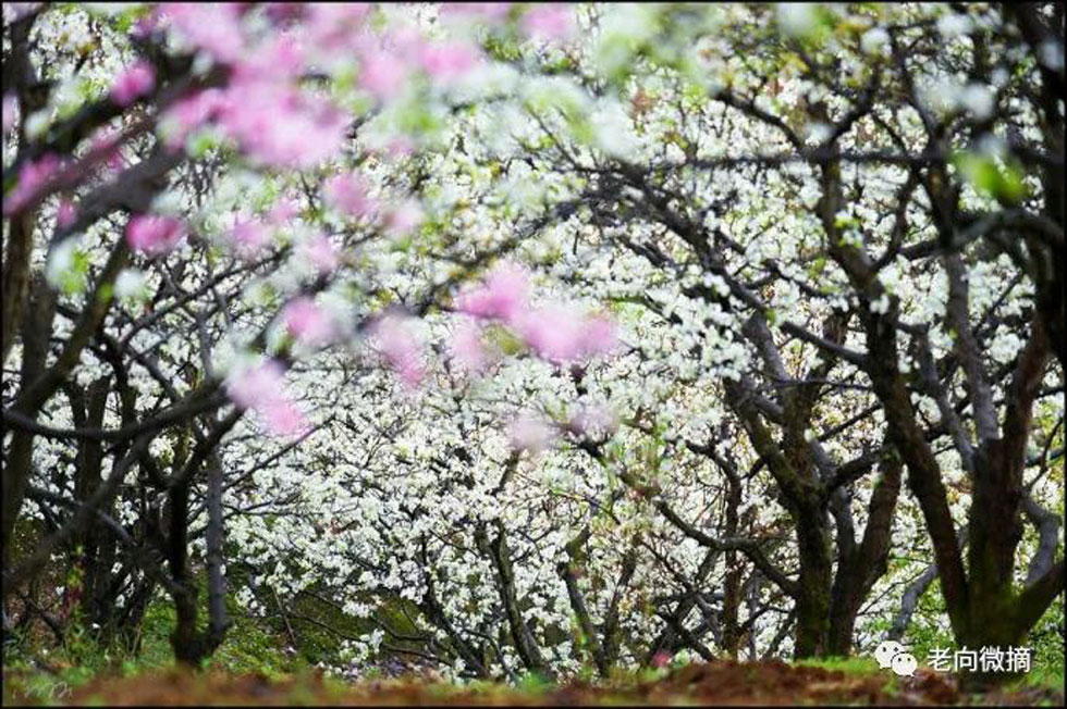【春天,广西桂林灌阳县向您发出邀请!】我们在灌阳看梨花 - 游山玩水 - 喀什生活社区 - 喀什28生活网 ks.28life.com