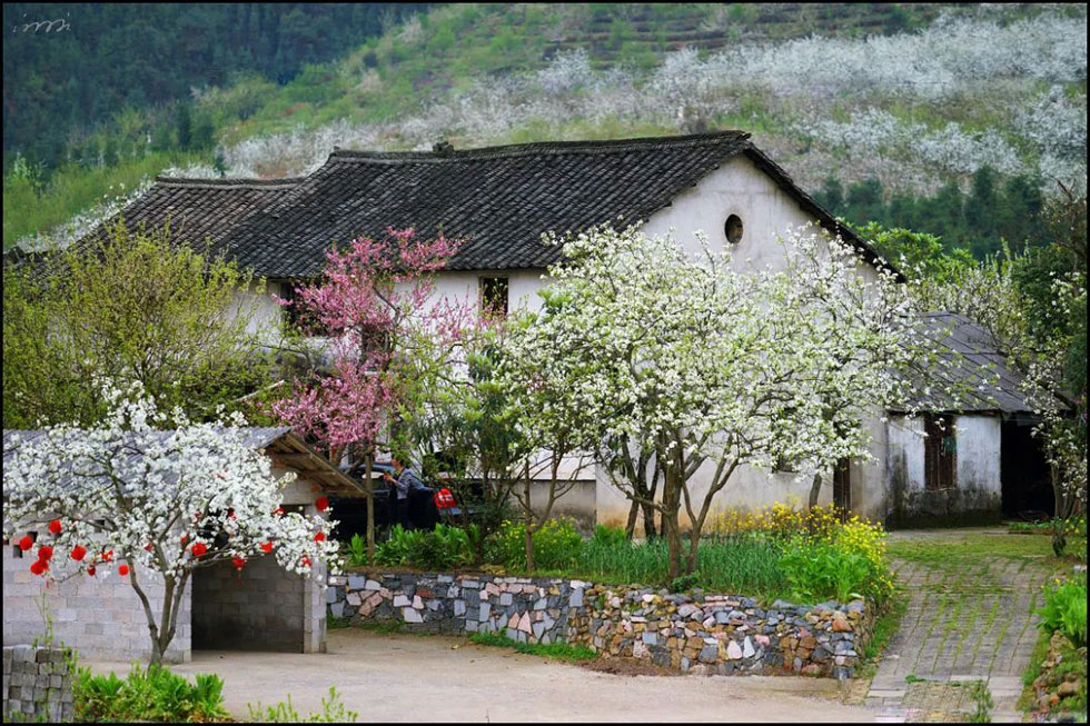 【春天,广西桂林灌阳县向您发出邀请!】我们在灌阳看梨花 - 游山玩水 - 喀什生活社区 - 喀什28生活网 ks.28life.com