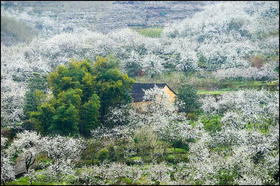 【春天,广西桂林灌阳县向您发出邀请!】我们在灌阳看梨花 - 游山玩水 - 喀什生活社区 - 喀什28生活网 ks.28life.com
