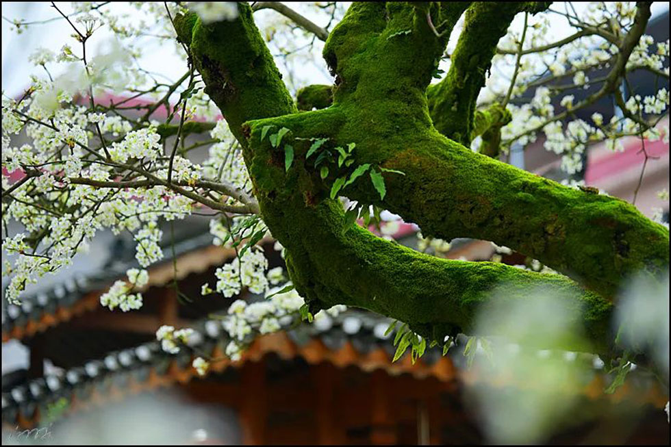 【春天,广西桂林灌阳县向您发出邀请!】我们在灌阳看梨花 - 游山玩水 - 喀什生活社区 - 喀什28生活网 ks.28life.com