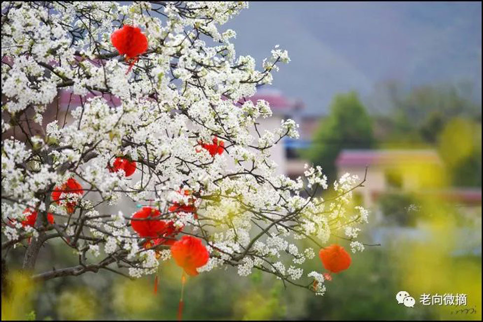 【春天,广西桂林灌阳县向您发出邀请!】我们在灌阳看梨花 - 游山玩水 - 喀什生活社区 - 喀什28生活网 ks.28life.com