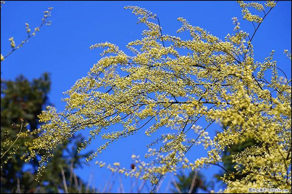 【春天,广西桂林灌阳县向您发出邀请!】米珠山前有片山苍子花在飘香 - 游山玩水 - 喀什生活社区 - 喀什28生活网 ks.28life.com