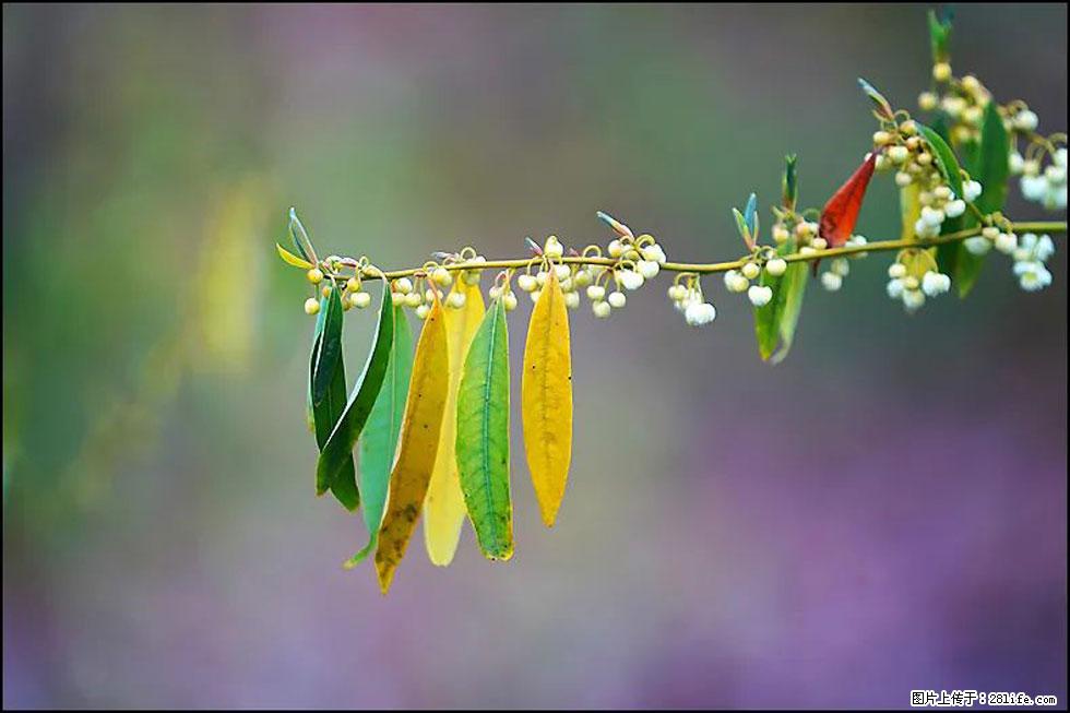 【春天,广西桂林灌阳县向您发出邀请!】米珠山前有片山苍子花在飘香 - 游山玩水 - 喀什生活社区 - 喀什28生活网 ks.28life.com