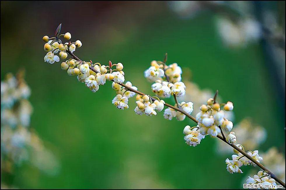 【春天,广西桂林灌阳县向您发出邀请!】米珠山前有片山苍子花在飘香 - 游山玩水 - 喀什生活社区 - 喀什28生活网 ks.28life.com