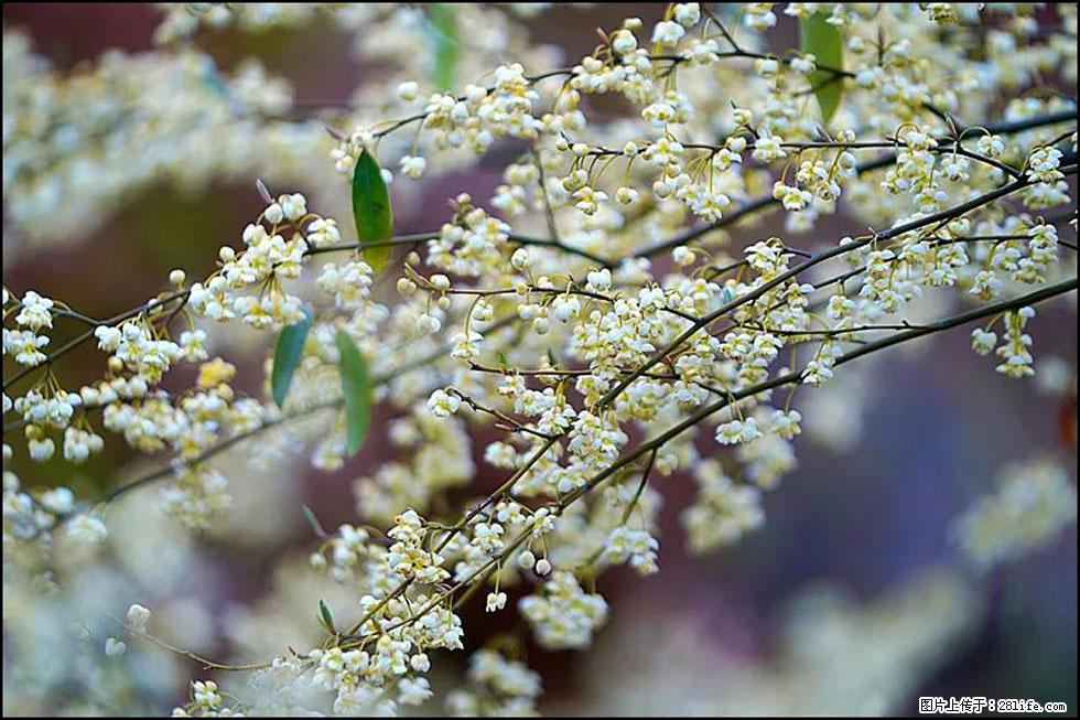 【春天,广西桂林灌阳县向您发出邀请!】米珠山前有片山苍子花在飘香 - 游山玩水 - 喀什生活社区 - 喀什28生活网 ks.28life.com