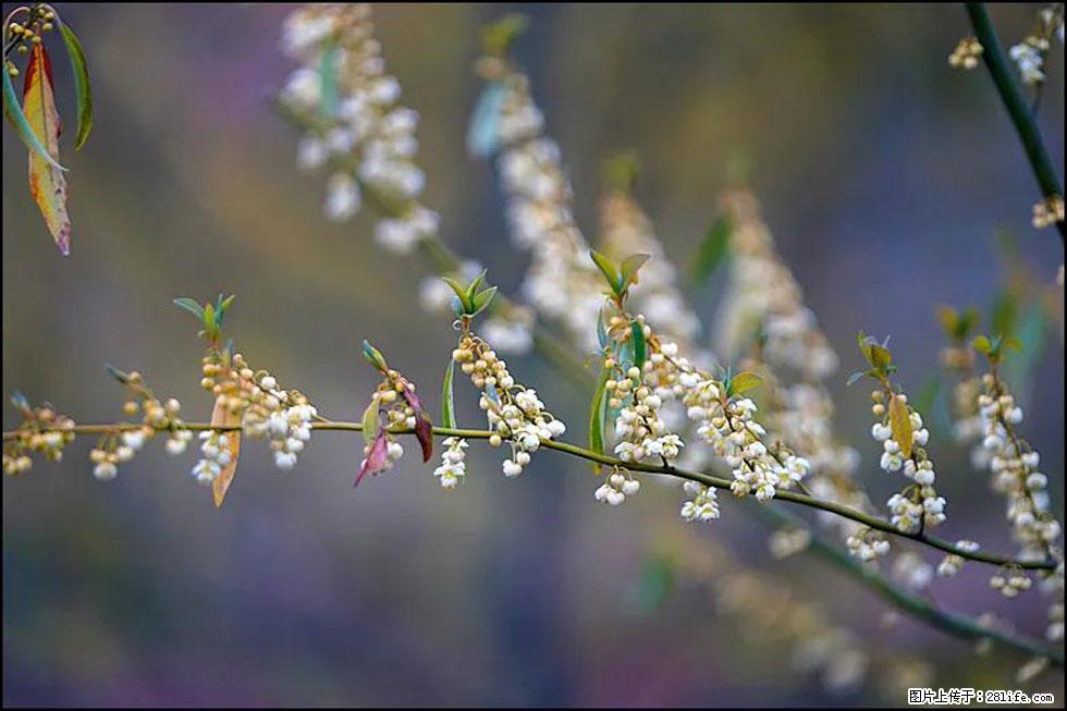 【春天,广西桂林灌阳县向您发出邀请!】米珠山前有片山苍子花在飘香 - 游山玩水 - 喀什生活社区 - 喀什28生活网 ks.28life.com