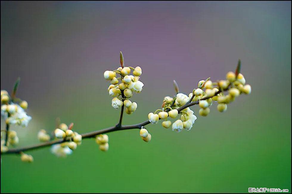 【春天,广西桂林灌阳县向您发出邀请!】米珠山前有片山苍子花在飘香 - 游山玩水 - 喀什生活社区 - 喀什28生活网 ks.28life.com