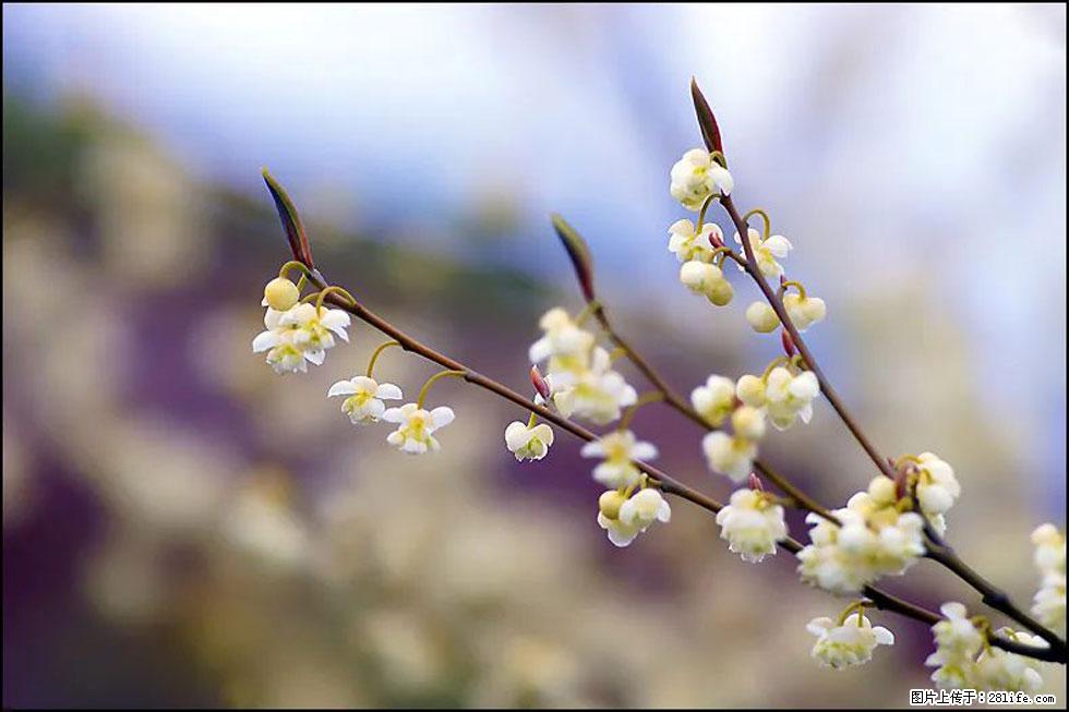 【春天,广西桂林灌阳县向您发出邀请!】米珠山前有片山苍子花在飘香 - 游山玩水 - 喀什生活社区 - 喀什28生活网 ks.28life.com