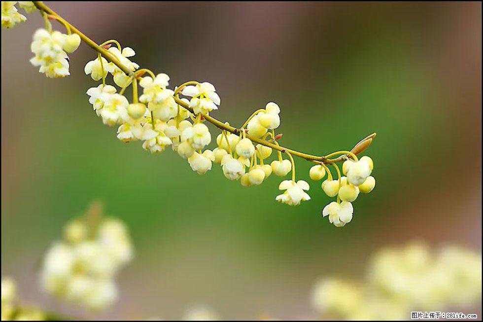 【春天,广西桂林灌阳县向您发出邀请!】米珠山前有片山苍子花在飘香 - 游山玩水 - 喀什生活社区 - 喀什28生活网 ks.28life.com