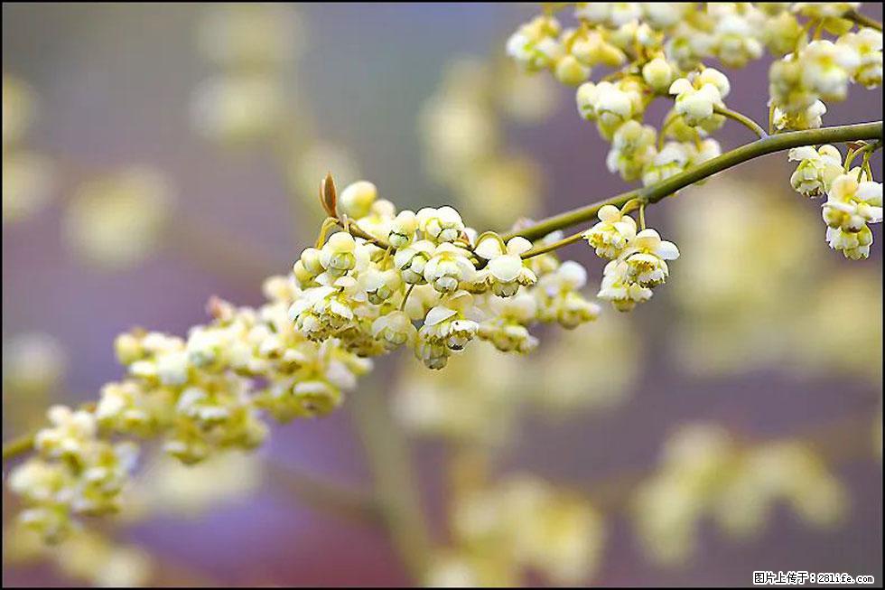 【春天,广西桂林灌阳县向您发出邀请!】米珠山前有片山苍子花在飘香 - 游山玩水 - 喀什生活社区 - 喀什28生活网 ks.28life.com
