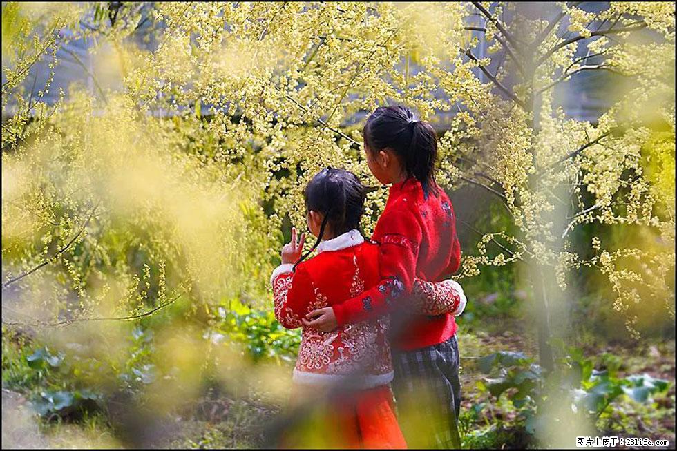 【春天,广西桂林灌阳县向您发出邀请!】米珠山前有片山苍子花在飘香 - 游山玩水 - 喀什生活社区 - 喀什28生活网 ks.28life.com