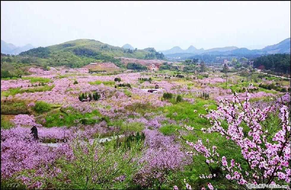 【春天，广西桂林灌阳县向您发出邀请！】官庄村有个醉美的桃花园 - 游山玩水 - 喀什生活社区 - 喀什28生活网 ks.28life.com