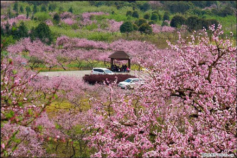 【春天，广西桂林灌阳县向您发出邀请！】官庄村有个醉美的桃花园 - 游山玩水 - 喀什生活社区 - 喀什28生活网 ks.28life.com