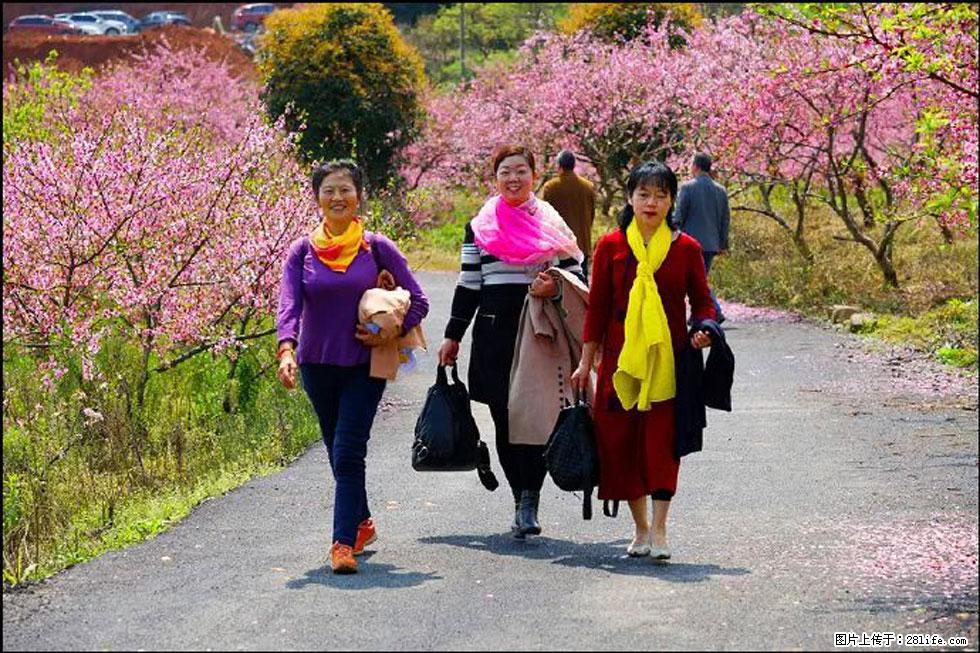 【春天，广西桂林灌阳县向您发出邀请！】官庄村有个醉美的桃花园 - 游山玩水 - 喀什生活社区 - 喀什28生活网 ks.28life.com