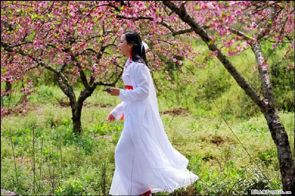 【春天，广西桂林灌阳县向您发出邀请！】官庄村有个醉美的桃花园 - 游山玩水 - 喀什生活社区 - 喀什28生活网 ks.28life.com