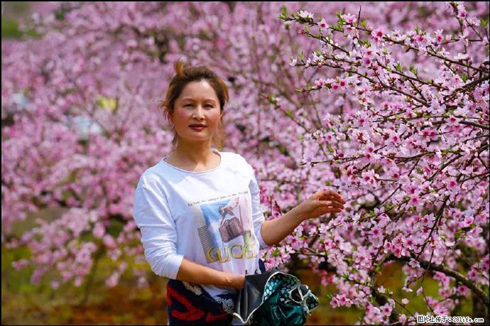 【春天，广西桂林灌阳县向您发出邀请！】官庄村有个醉美的桃花园 - 游山玩水 - 喀什生活社区 - 喀什28生活网 ks.28life.com
