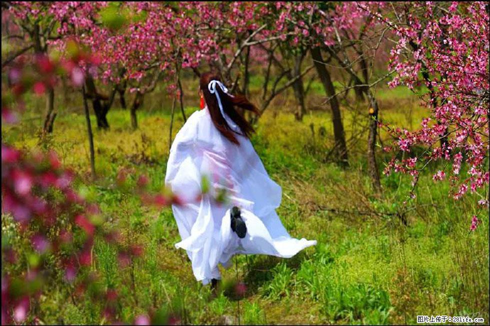 【春天，广西桂林灌阳县向您发出邀请！】官庄村有个醉美的桃花园 - 游山玩水 - 喀什生活社区 - 喀什28生活网 ks.28life.com