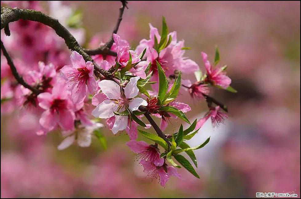 【春天，广西桂林灌阳县向您发出邀请！】官庄村有个醉美的桃花园 - 游山玩水 - 喀什生活社区 - 喀什28生活网 ks.28life.com