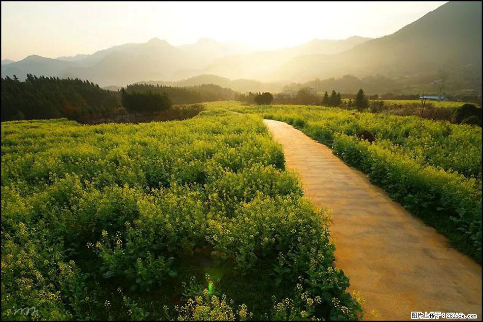 【春天,广西桂林灌阳县向您发出邀请!】长坪村油菜盛情花开 - 游山玩水 - 喀什生活社区 - 喀什28生活网 ks.28life.com