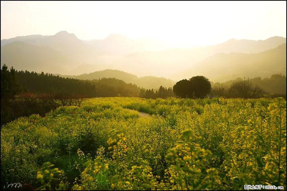 【春天,广西桂林灌阳县向您发出邀请!】长坪村油菜盛情花开 - 游山玩水 - 喀什生活社区 - 喀什28生活网 ks.28life.com