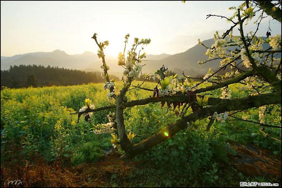 【春天,广西桂林灌阳县向您发出邀请!】长坪村油菜盛情花开 - 游山玩水 - 喀什生活社区 - 喀什28生活网 ks.28life.com