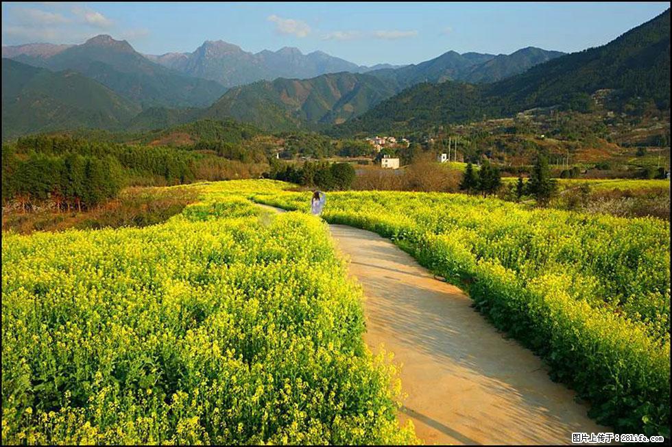 【春天,广西桂林灌阳县向您发出邀请!】长坪村油菜盛情花开 - 游山玩水 - 喀什生活社区 - 喀什28生活网 ks.28life.com