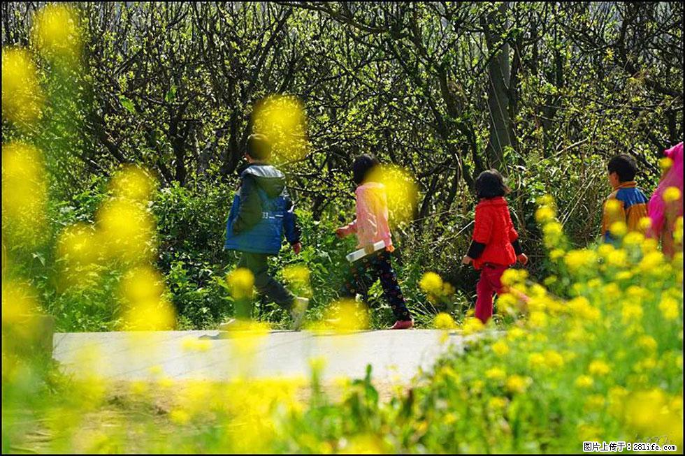 【春天,广西桂林灌阳县向您发出邀请!】长坪村油菜盛情花开 - 游山玩水 - 喀什生活社区 - 喀什28生活网 ks.28life.com