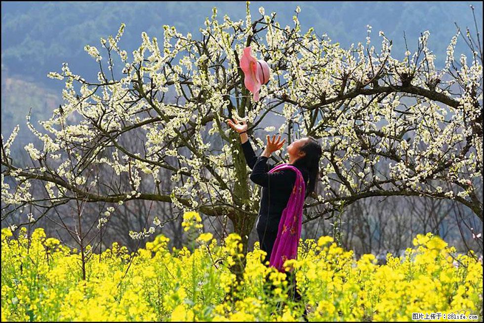 【春天,广西桂林灌阳县向您发出邀请!】长坪村油菜盛情花开 - 游山玩水 - 喀什生活社区 - 喀什28生活网 ks.28life.com