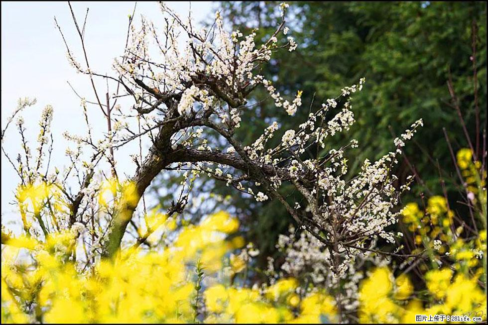【春天,广西桂林灌阳县向您发出邀请!】长坪村油菜盛情花开 - 游山玩水 - 喀什生活社区 - 喀什28生活网 ks.28life.com