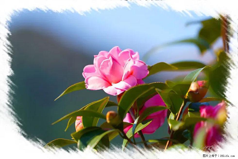 【春天,广西桂林灌阳县向您发出邀请!】杨柳井茶花惹人爱 - 游山玩水 - 喀什生活社区 - 喀什28生活网 ks.28life.com