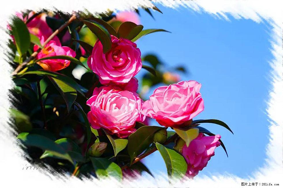 【春天,广西桂林灌阳县向您发出邀请!】杨柳井茶花惹人爱 - 游山玩水 - 喀什生活社区 - 喀什28生活网 ks.28life.com