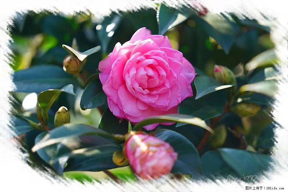 【春天,广西桂林灌阳县向您发出邀请!】杨柳井茶花惹人爱 - 游山玩水 - 喀什生活社区 - 喀什28生活网 ks.28life.com