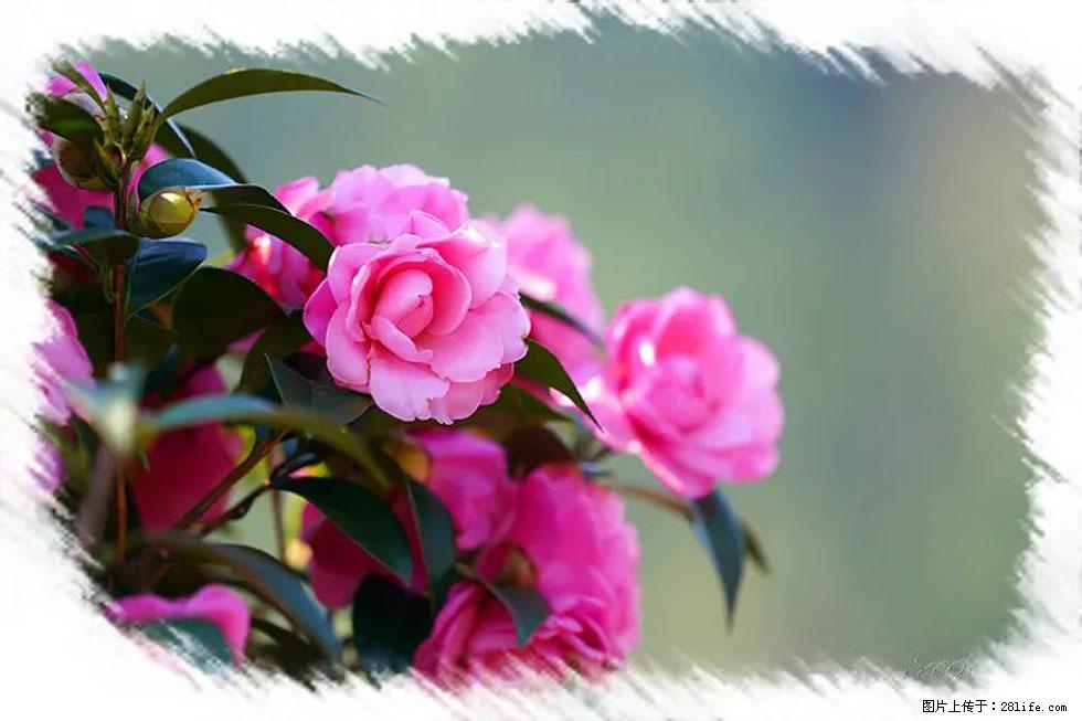 【春天,广西桂林灌阳县向您发出邀请!】杨柳井茶花惹人爱 - 游山玩水 - 喀什生活社区 - 喀什28生活网 ks.28life.com