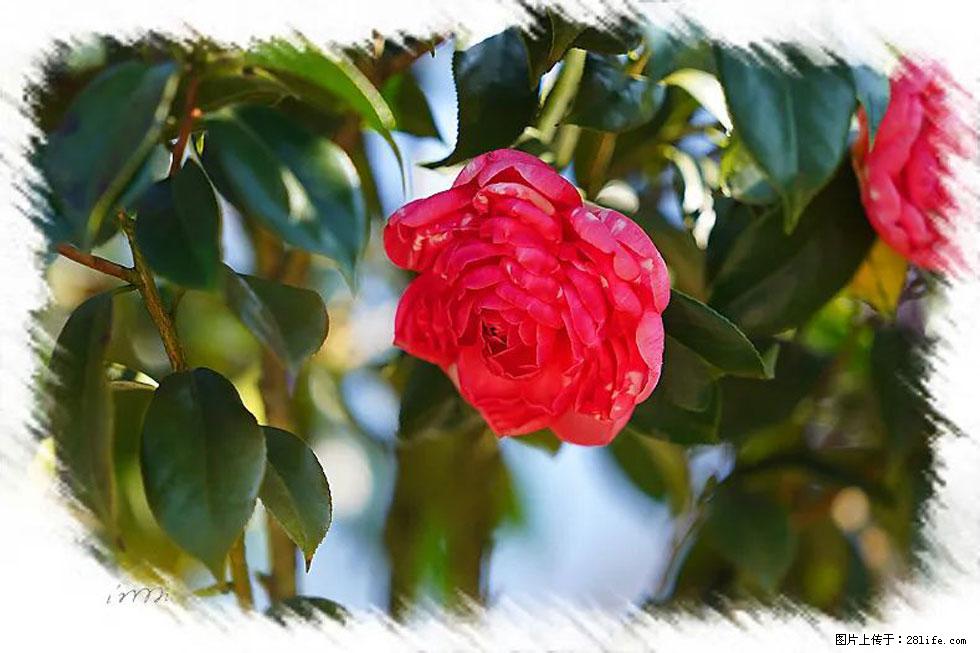 【春天,广西桂林灌阳县向您发出邀请!】杨柳井茶花惹人爱 - 游山玩水 - 喀什生活社区 - 喀什28生活网 ks.28life.com