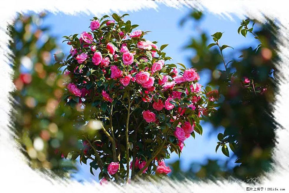 【春天,广西桂林灌阳县向您发出邀请!】杨柳井茶花惹人爱 - 游山玩水 - 喀什生活社区 - 喀什28生活网 ks.28life.com