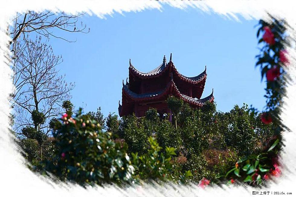 【春天,广西桂林灌阳县向您发出邀请!】杨柳井茶花惹人爱 - 游山玩水 - 喀什生活社区 - 喀什28生活网 ks.28life.com