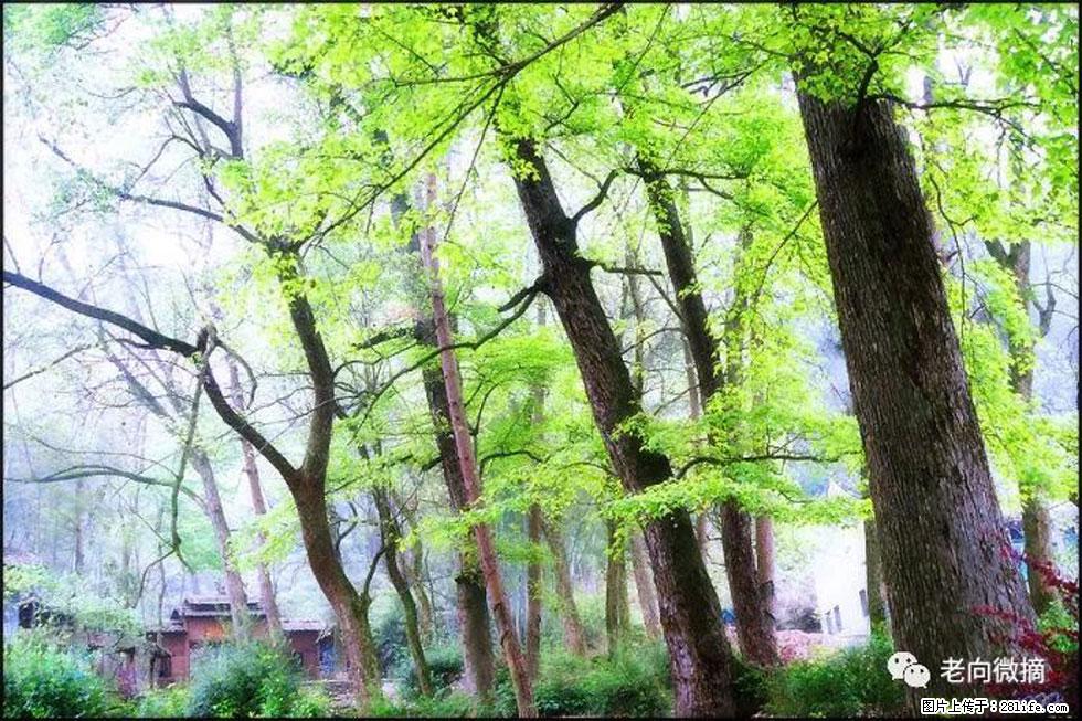 【春天,广西桂林灌阳县向您发出邀请!】在小龙村与春天约会 - 游山玩水 - 喀什生活社区 - 喀什28生活网 ks.28life.com