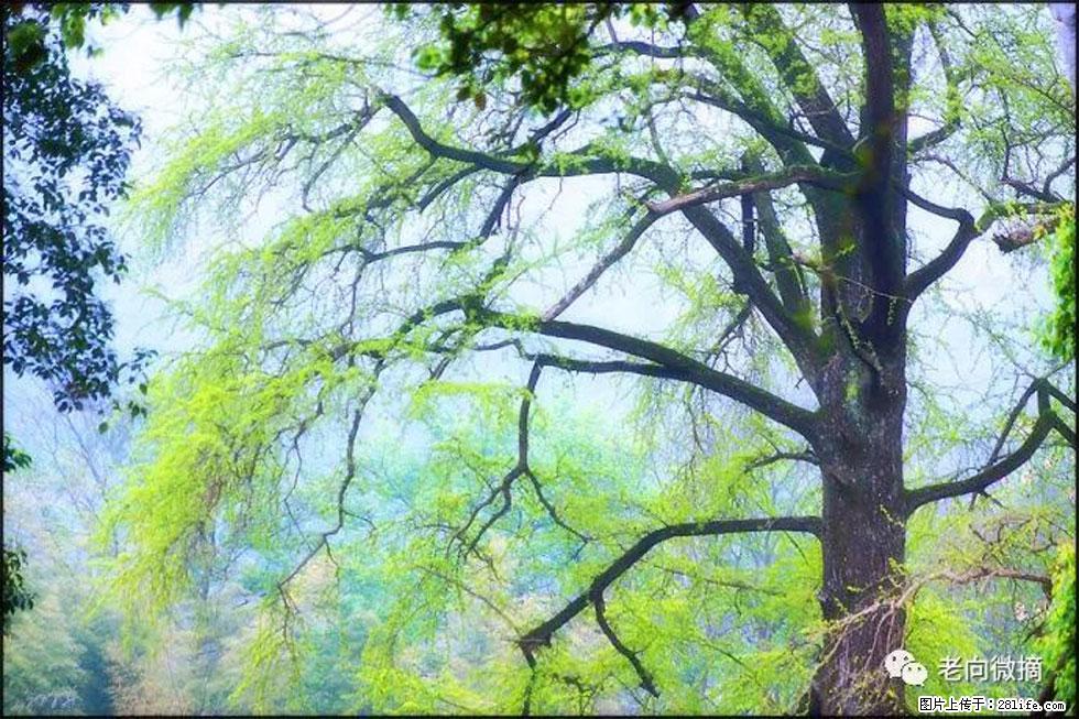 【春天,广西桂林灌阳县向您发出邀请!】在小龙村与春天约会 - 游山玩水 - 喀什生活社区 - 喀什28生活网 ks.28life.com