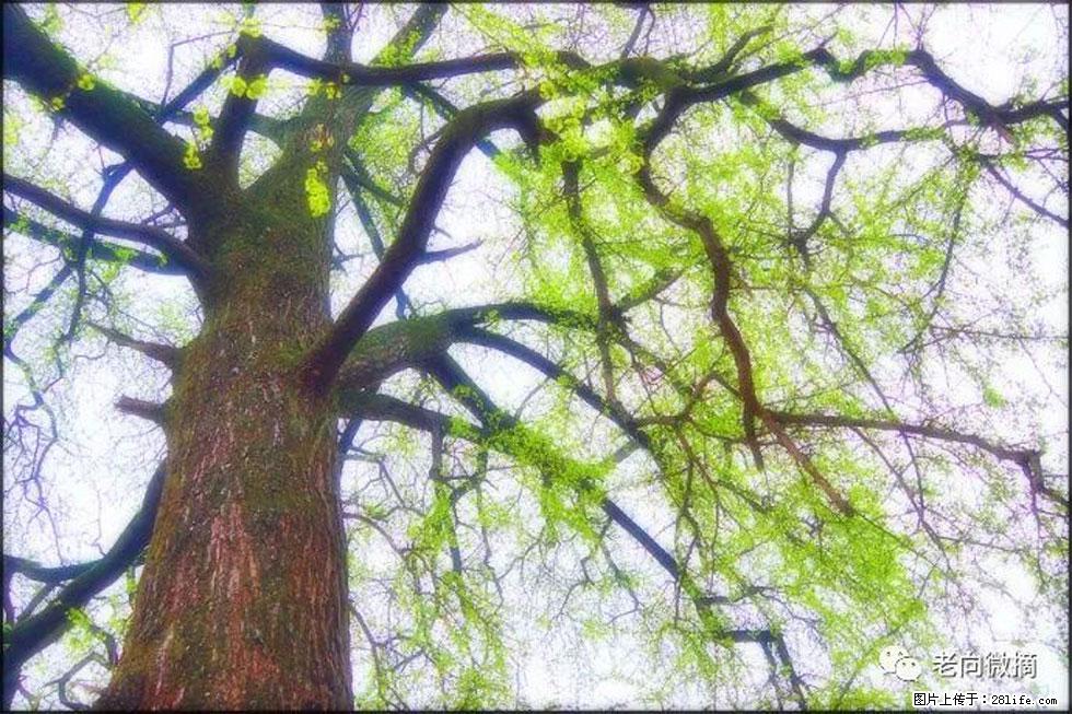 【春天,广西桂林灌阳县向您发出邀请!】在小龙村与春天约会 - 游山玩水 - 喀什生活社区 - 喀什28生活网 ks.28life.com