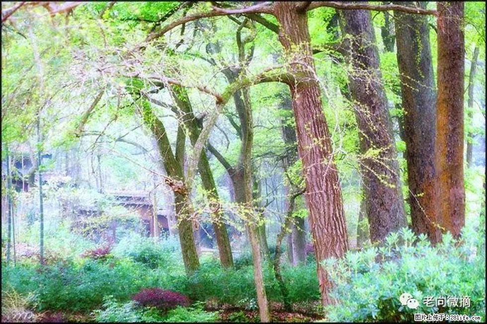 【春天,广西桂林灌阳县向您发出邀请!】在小龙村与春天约会 - 游山玩水 - 喀什生活社区 - 喀什28生活网 ks.28life.com