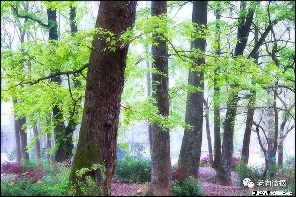 【春天,广西桂林灌阳县向您发出邀请!】在小龙村与春天约会 - 游山玩水 - 喀什生活社区 - 喀什28生活网 ks.28life.com