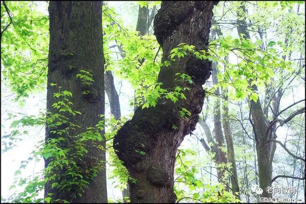 【春天,广西桂林灌阳县向您发出邀请!】在小龙村与春天约会 - 游山玩水 - 喀什生活社区 - 喀什28生活网 ks.28life.com