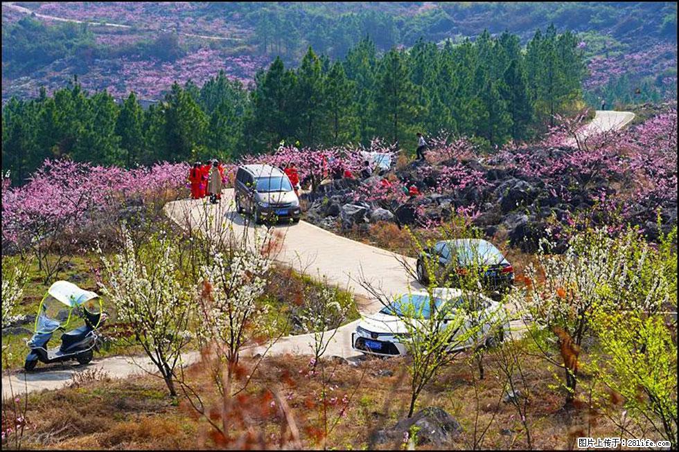 【春天,广西桂林灌阳县向您发出邀请!】望月岭上桃花开 - 游山玩水 - 喀什生活社区 - 喀什28生活网 ks.28life.com