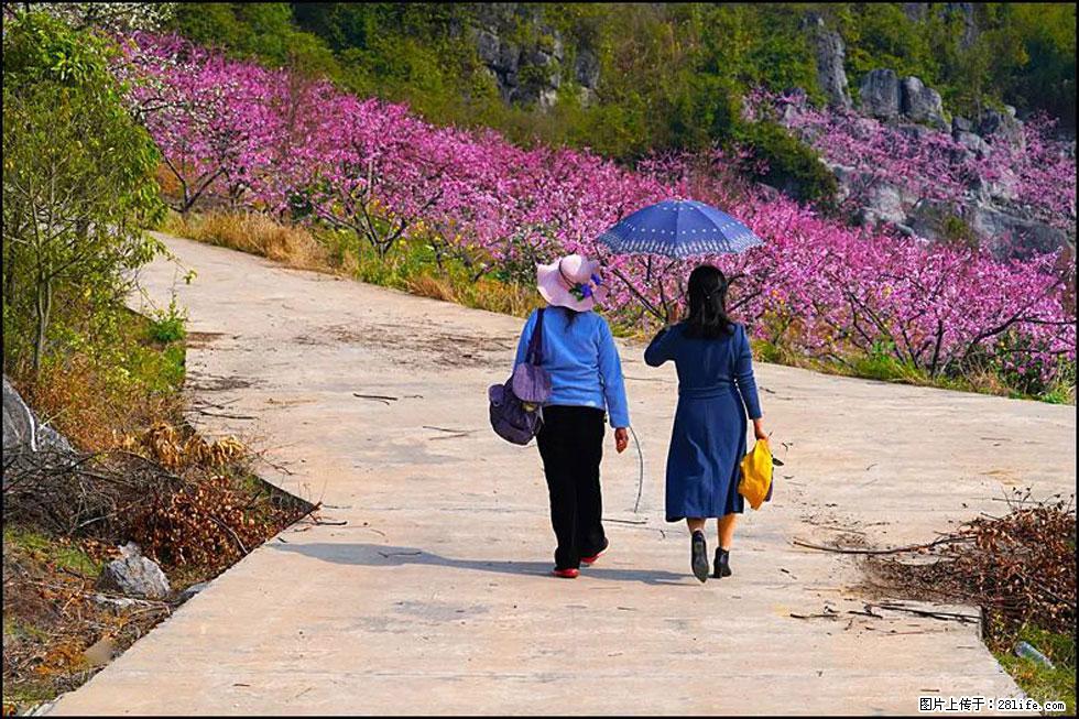 【春天,广西桂林灌阳县向您发出邀请!】望月岭上桃花开 - 游山玩水 - 喀什生活社区 - 喀什28生活网 ks.28life.com
