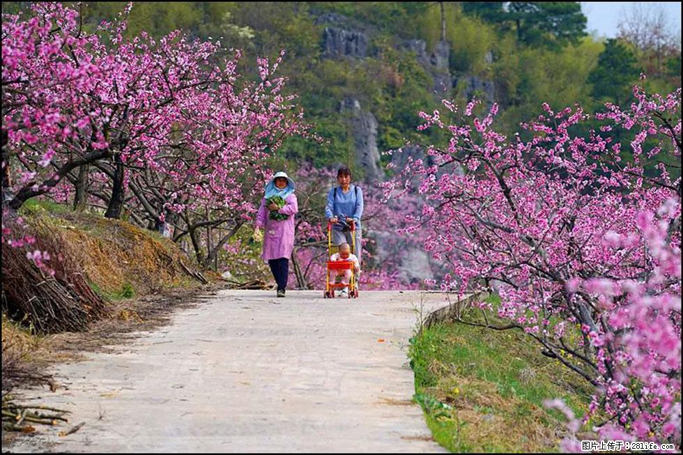【春天,广西桂林灌阳县向您发出邀请!】望月岭上桃花开 - 游山玩水 - 喀什生活社区 - 喀什28生活网 ks.28life.com