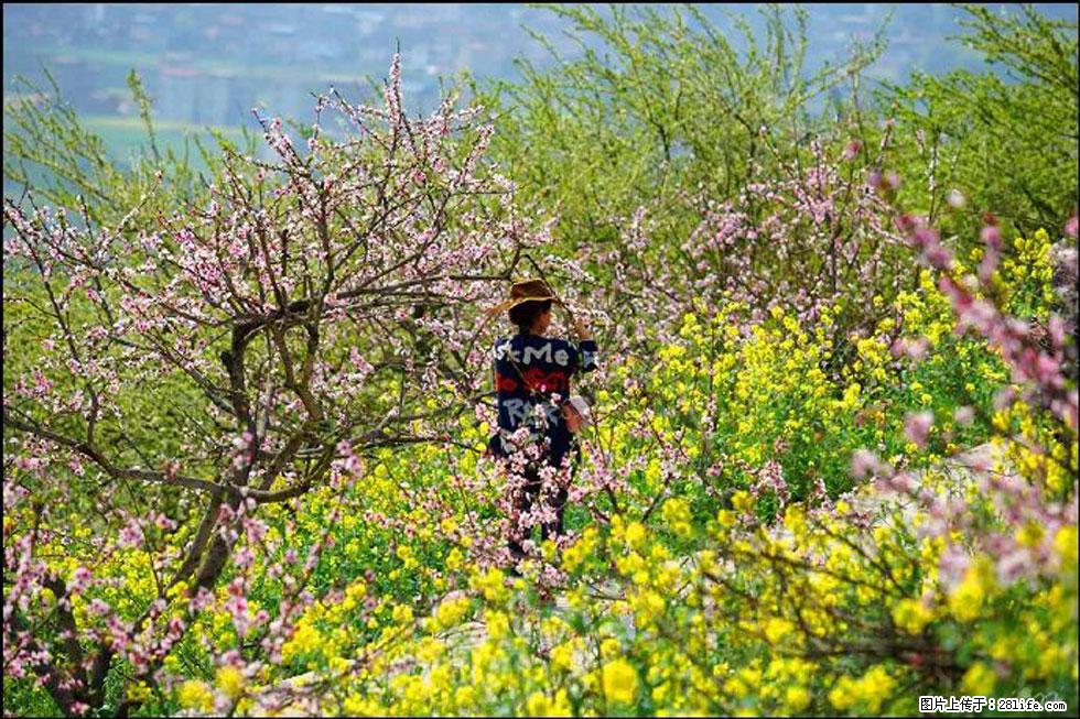 【春天,广西桂林灌阳县向您发出邀请!】望月岭上桃花开 - 游山玩水 - 喀什生活社区 - 喀什28生活网 ks.28life.com