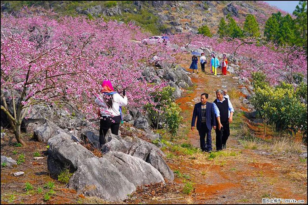 【春天,广西桂林灌阳县向您发出邀请!】望月岭上桃花开 - 游山玩水 - 喀什生活社区 - 喀什28生活网 ks.28life.com